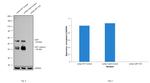 LEF1 Antibody