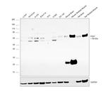 P2X7 Antibody in Western Blot (WB)