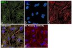 GLUT1 Antibody in Immunocytochemistry (ICC/IF)