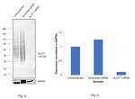 GLUT1 Antibody in Western Blot (WB)