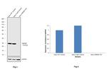 HMGB1 Antibody in Western Blot (WB)