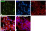 HMGB1 Antibody in Immunocytochemistry (ICC/IF)