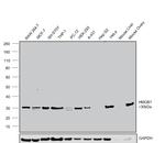 HMGB1 Antibody in Western Blot (WB)