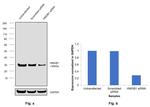 HMGB1 Antibody in Western Blot (WB)