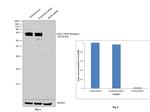 CD271 (NGF Receptor) Antibody in Western Blot (WB)