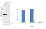 MLKL Antibody in Western Blot (WB)