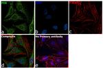 Prohibitin Antibody in Immunocytochemistry (ICC/IF)