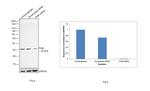 Prohibitin Antibody in Western Blot (WB)