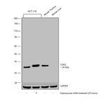 CDK2 Antibody in Western Blot (WB)