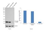 HP1 alpha Antibody