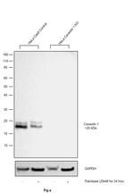 Caveolin 1 Antibody in Western Blot (WB)