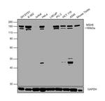 MSH6 Antibody in Western Blot (WB)