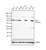 MLH1 Antibody