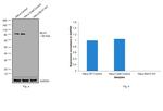 MLH1 Antibody