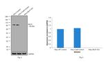 MLH1 Antibody in Western Blot (WB)