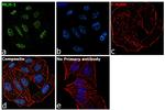 MLH1 Antibody in Immunocytochemistry (ICC/IF)