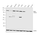 PMS2 Antibody