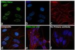 PMS2 Antibody in Immunocytochemistry (ICC/IF)