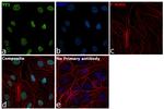 YY1 Antibody in Immunocytochemistry (ICC/IF)