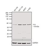 YY1 Antibody in Western Blot (WB)