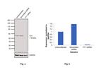 YY1 Antibody in Western Blot (WB)