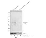 CD279 (PD-1) Antibody in Western Blot (WB)