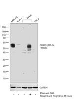 CD279 (PD-1) Antibody in Western Blot (WB)