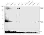 NOTCH1 Antibody