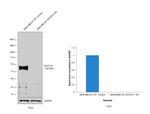 NOTCH1 Antibody