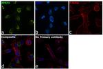 APAF1 Antibody in Immunocytochemistry (ICC/IF)