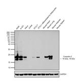 Caveolin 2 Antibody