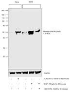 Phospho-GSK3B (Ser9) Antibody in Western Blot (WB)