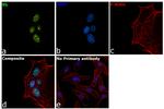 Rb Antibody in Immunocytochemistry (ICC/IF)