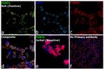 FOXO1 Antibody in Immunocytochemistry (ICC/IF)