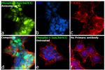 Phospho-c-Jun (Ser63) Antibody in Immunocytochemistry (ICC/IF)