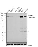 TrkA Antibody in Western Blot (WB)