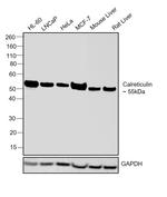 Calreticulin Antibody in Western Blot (WB)