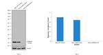 p16INK4a Antibody