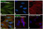 p16INK4a Antibody