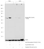 Phospho-SRC (Tyr419) Antibody in Western Blot (WB)