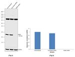 RAB5 Antibody in Western Blot (WB)