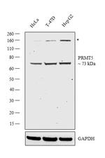 PRMT5 Antibody in Western Blot (WB)