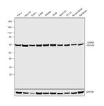 HSP60 Antibody in Western Blot (WB)