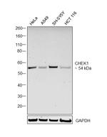 Chk1 Antibody in Western Blot (WB)