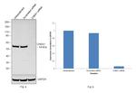 Chk1 Antibody in Western Blot (WB)