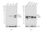 JNK2 Antibody in Western Blot (WB)