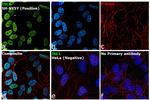 ISL1 Antibody