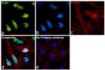 Ku80 Antibody in Immunocytochemistry (ICC/IF)