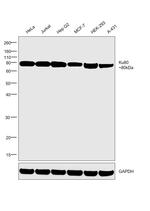 Ku80 Antibody in Western Blot (WB)