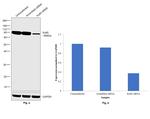 Ku80 Antibody in Western Blot (WB)